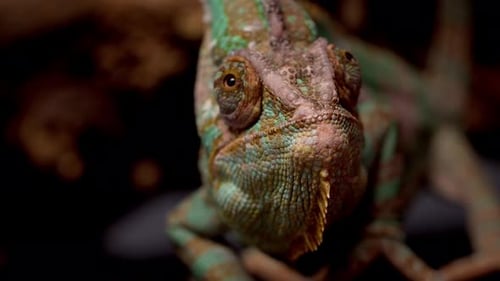 Veiled Chameleon Chamaeleo Calyptratus Sits on Branch and Look in Different Directions Closeup on a