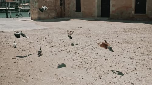 Pigeons flying away in slow motion.