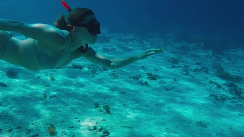 Female Freediver in Bikini Swims Underwater in the Tropical Sea