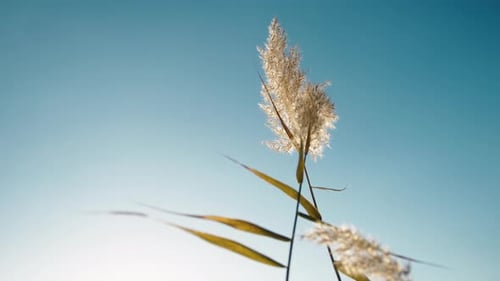 Tall Reeds Swaying Against a Light Blue Sky