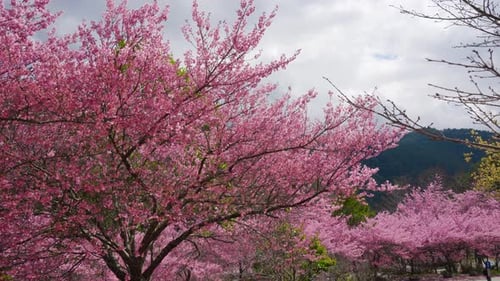 Beautiful pink cherry blooms (sakura tree) in the park.