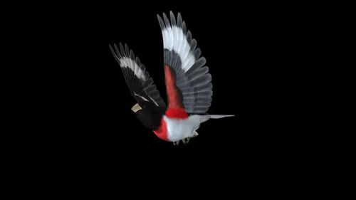 Red Pink Breasted Grosbeak Bird - Flying Loop - Front Side Angle Close Up View - Alpha Channel