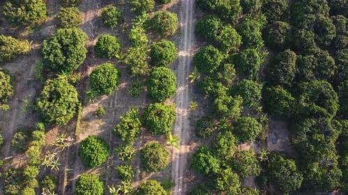 Aerial view of summer in forest. Drone shoot above mixed forest, green deciduous trees in countrysid