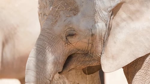 Young Elephant Eating Hay in Multiple Panels