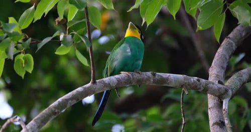 Nistzeit des Langschwanz-Breitschnabels Psarisomus dalhousiae.