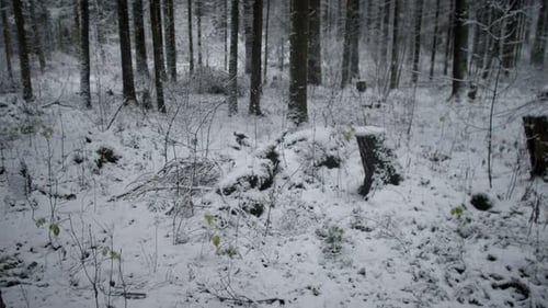 Icy Forest Scene Chilled Forest Landscape Exhibiting Sparse Bushes and Intertwined Branches