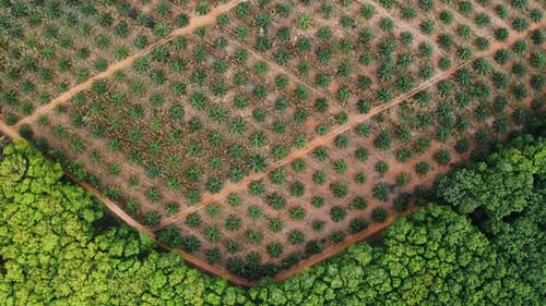 accurate graphical top down shot of new palm tree plantation, drone rising