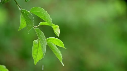 Regen tropft auf die Zweige der Bäume