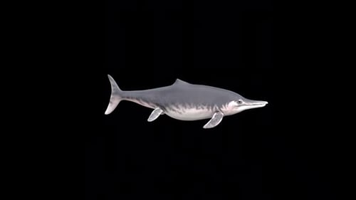 Animated Ichthyosaur Swimming Prehistoric Marine Reptile