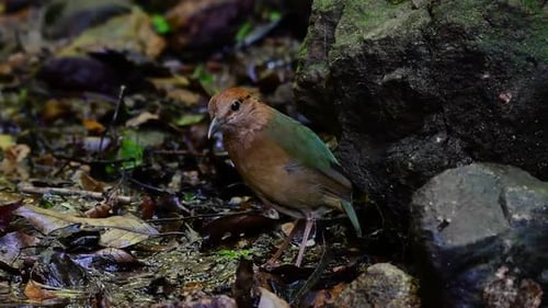 The Rusty-naped Pitta is a confiding bird found in high elevation mountain forests habitats, there a