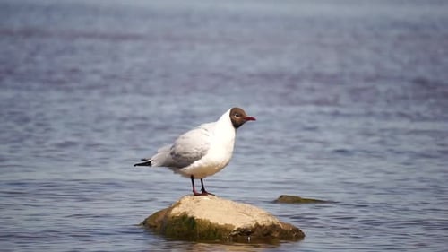 Bird on the Sea Isolated on Water Background