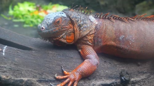 Closeup of a Red Iguana Lounging on a Log