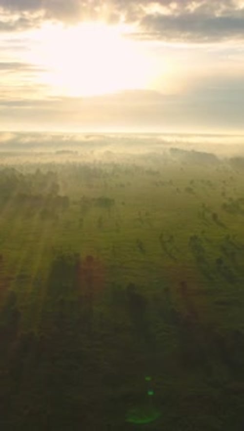 Flying Back and Up Over Green Field and Trees in Misty Sunny Morning Aerial Vertical Video