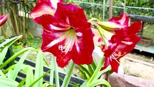 Close Shot Of Hybrid Hippeastrum Plant In A Garden. Macro Shot