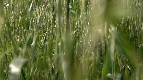 Gerste und Gras wiegen sich im Wind