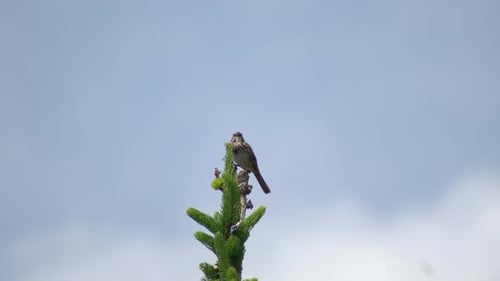 Bird on Pine Tree Top in Daytime