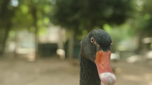 Eine Nahaufnahme des Kopfes eines schwarzen Schwans mit rotem Schnabel, der in die Kamera schaut.