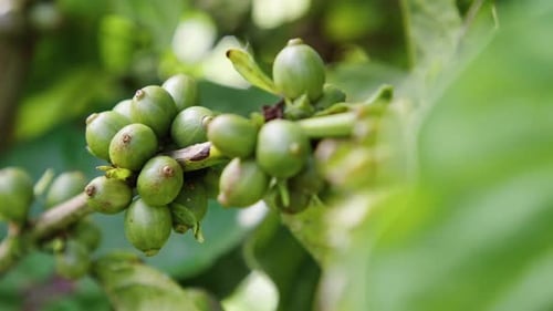 Coffee fruit growing on lush green trees in a tropical environment