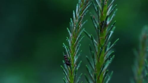 Macro shot of wild black ant climbing in green fir branch of tree in forest