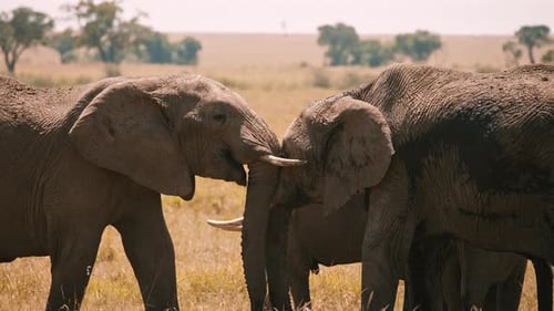 Elephants Interact in the Wild, Grassy Plains