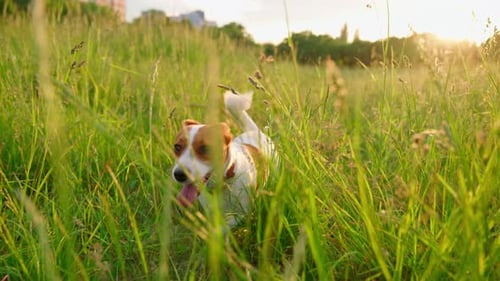 Happy Dog Trotting Through Tall Green Grass