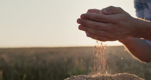 Farmer Holds a Handful of Wheat in the Background of a Field Slow Motion Video