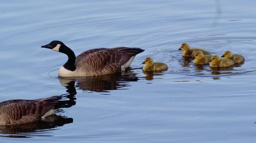 Slow-motion view of young goslings splashing and pecking around nearby grown geese.