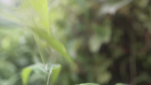 Zoom-out shot capturing the slender leaves of a plant in sharp focus. The background gracefully blur