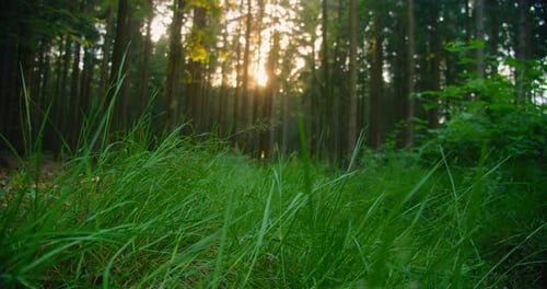 Sommerliche Waldlichtung