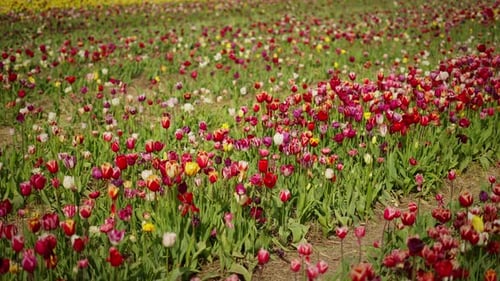 Volyn Region A Field with Colorful Tulips in Spring