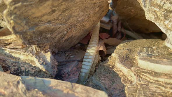 shedded skin of snake, Nature Stock Footage ft. shedding & snakeskin