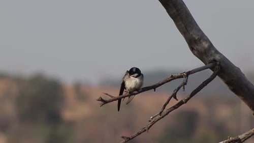 White Throated Swallow grooming itself on a branch