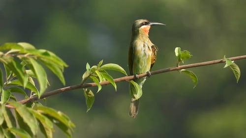 Bee - Eater in tree -green - pry .