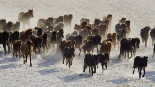 A front-facing view of Mongolian horses charging across snowy plains in Inner Mongolia, kicking up p