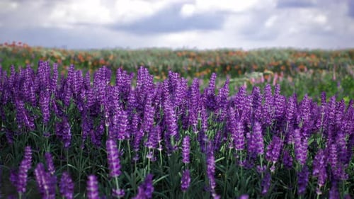 Vibrant Lavender Fields Under Cloudy Skies in a Picturesque Landscape