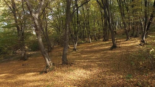 Aerial view of inside the autumn forest, drone moving forward through trees