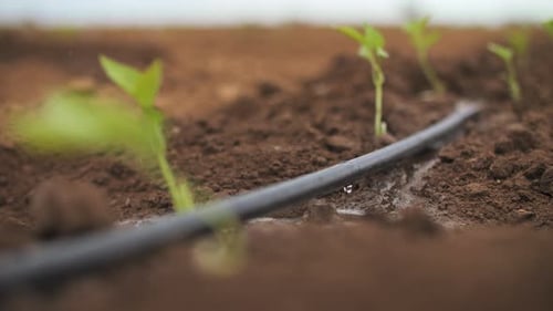 Drip Irrigation in the Garden