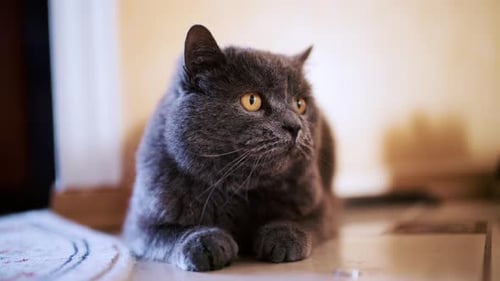 Close up portrait of a gray cat lying comfortably on the floor