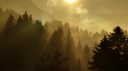 A majestosa floresta ao nascer do sol mostra uma beleza natural requintada com montanhas enevoadas e serenas