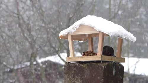 Winter care for garden birdlife. Female common blackbird eats from a bird feeder. Slow motion.