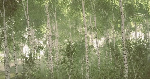 Lush Green Birch Forest at Dawn with Sunlight Filtering Through Leaves