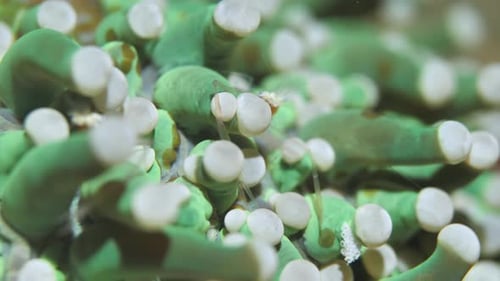 Squat Shrimp Observing Coral Reefs Forest on Ocean Bottom