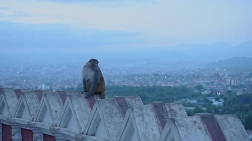 Monkey Temple at Night in Kathmandu Nepal, Monkey in Urban Wildlife Shot of Monkeys at Buddhist Temp