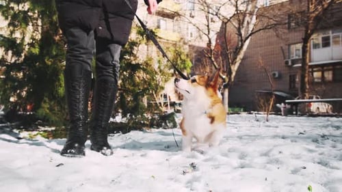 Adorable Corgi Walking on Leash in Snow