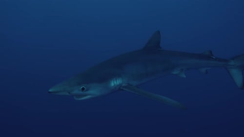 Large Blue Shark swimming through the Atlantic Ocean in Close Up Slow Motion