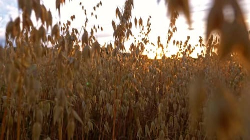 Golden Oats Field at Sunset