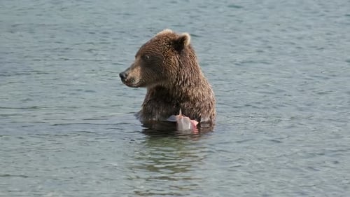 Brown Bear Eating Fish in the Water
