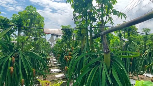 Dragon Fruit Farm on a Sunny Day