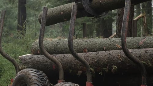 Krallenlegen eines Haufens von abgeschnittenen Baumstämmen und Baumstämmen auf den Stapellader