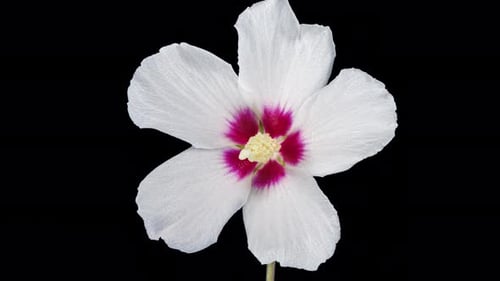 Elegant White Flower Blooming in Time-Lapse